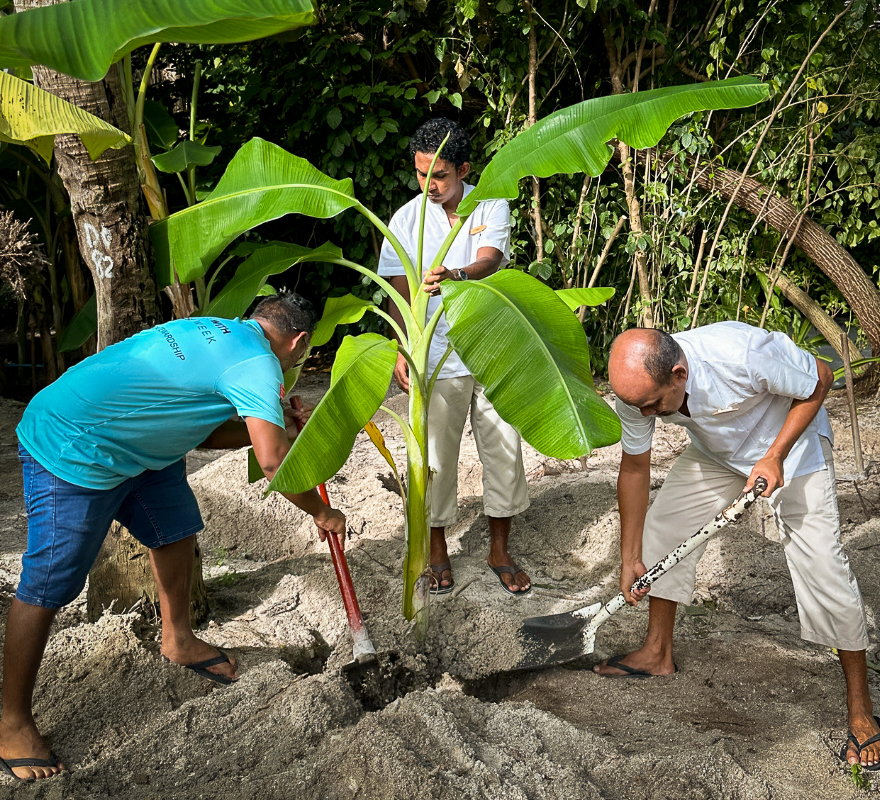 Conrad Maldives Rangali Island Banana Plantation community earth