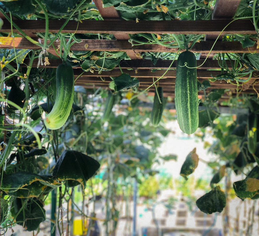 Conrad Maldives Rangali Island Hydrophonic garden