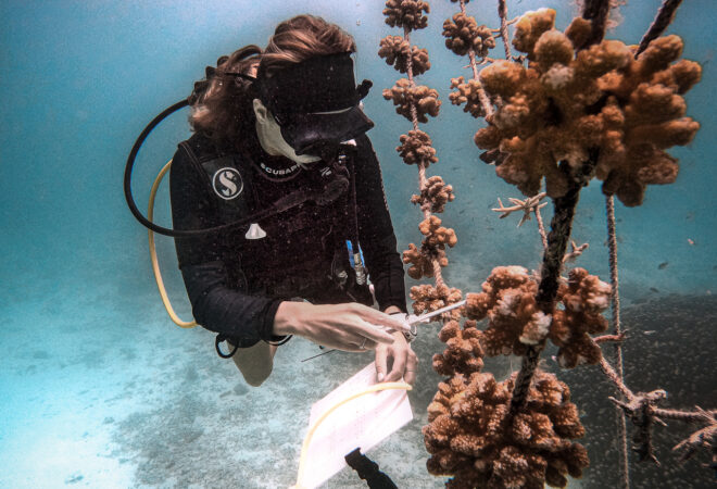 Conrad Maldives Rangali Island Coral concervation