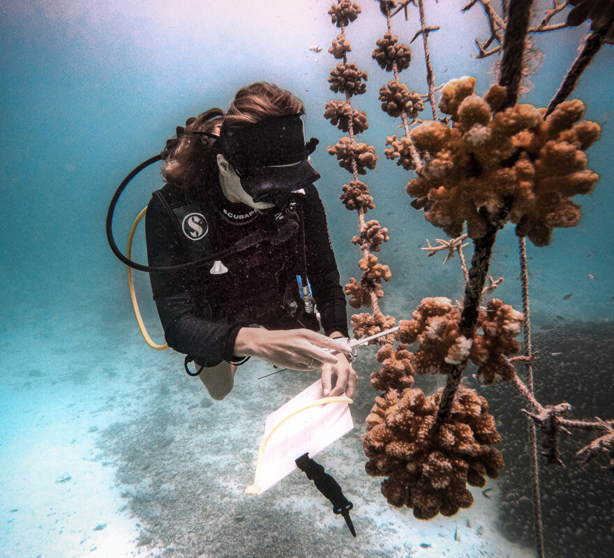 Conrad Maldives Rangali Island Coral concervation